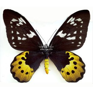 ORNITHOPTERA GOLIATH SAMSON FEMALE ORNITHOPTERA GOLIATH SAMSON FEMALE